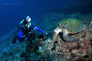 each busy with his business
/ Hawksbill turtle in Holyda... by Boris Pamikov 